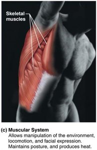 Muscular system
