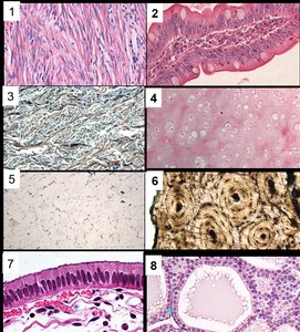Microscopic images of various tissue types