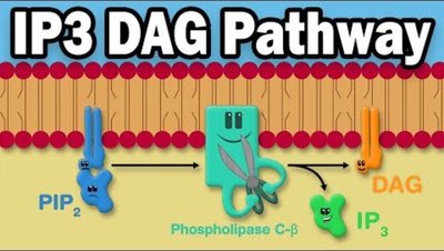 PIP2-calcium signaling mechanism