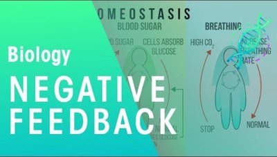 Negative feedback mechanism