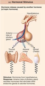 Hormonal stimulus