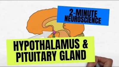 The hypothalamus and pituitary gland