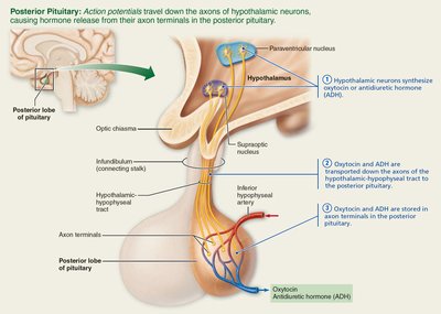 Hypothalamus and pituitary interactions