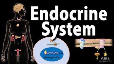 Steroid vs Nonsteroid Hormones