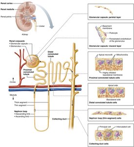 Histology of renal corpuscle and tubules