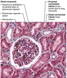 Detailed nephron and tubule cell types