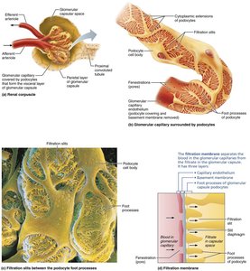 Filtration membrane and podocyte structure