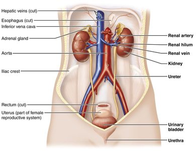 Anterior view of urinary system organs and vessels