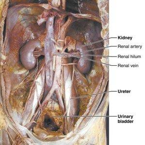 Dissection showing kidneys, ureters, and bladder