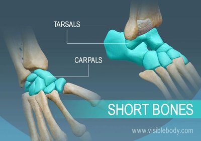 Short bones: tarsals and carpals