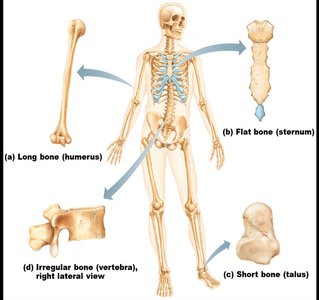 Gross anatomy of a long bone