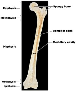 Articular cartilage and metaphysis