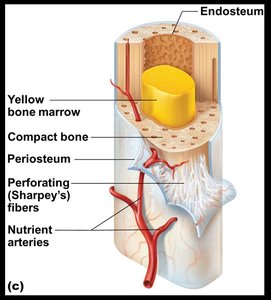 Long bone internal structure