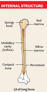 Long bone internal structure