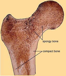 Long bone internal structure