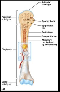 Epiphyseal line x-ray