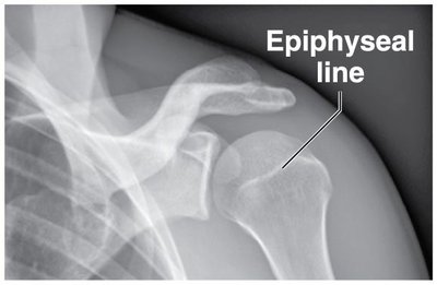 Bone development and growth