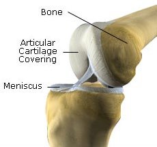 Articular cartilage and medullary cavity