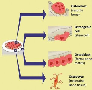 Bone cell types