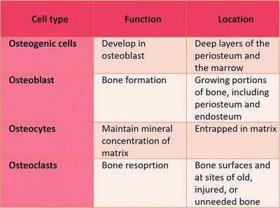 Bone development and growth
