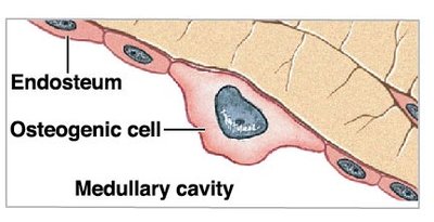 Osteogenic cell location