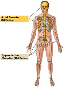 Axial and Appendicular Skeleton