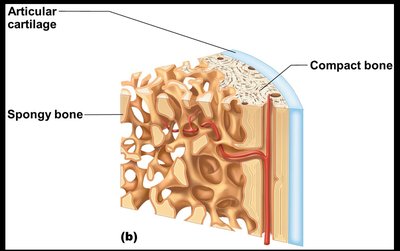Bone tissue types: compact and spongy
