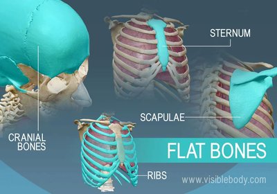 Flat bones examples