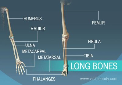 Long bones examples