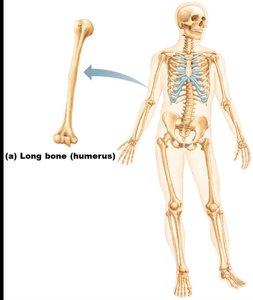 Short bones examples