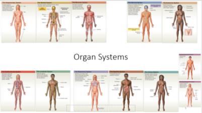 Overview of the Nervous System