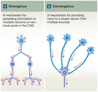 Divergence and Convergence in Neuronal Pools
