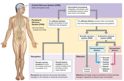 Functional organization of the nervous system