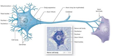 Neuron Structure
