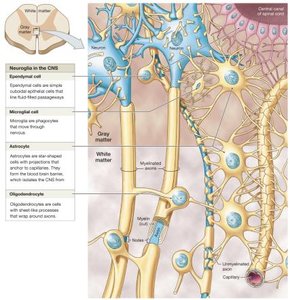 Neuroglia in the CNS