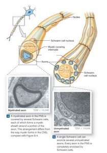 Gray Matter vs. White Matter and Myelination