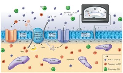 Resting Membrane Potential and Ion Channels