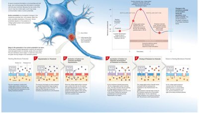 Action Potential Generation and Phases