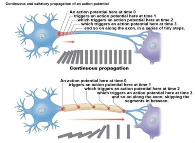 Continuous and Saltatory Propagation of Action Potentials