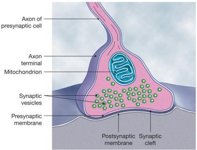 Structure of a Synapse