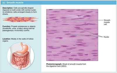 Smooth muscle tissue