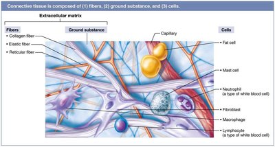 Extracellular matrix of connective tissue