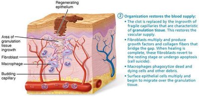Organization in tissue repair