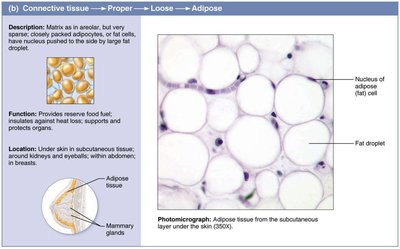 Adipose tissue