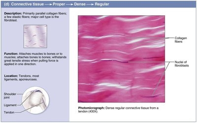 Dense regular connective tissue