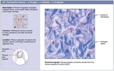 Dense irregular connective tissue