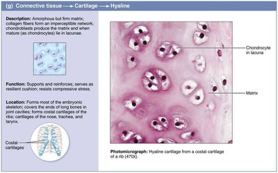 Hyaline cartilage