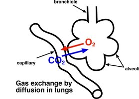 Continuous capillary structure