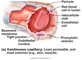 Fenestrated capillary structure