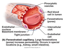 Sinusoidal capillary structure